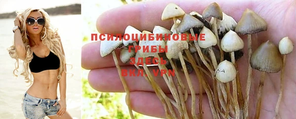 apvp Аркадак